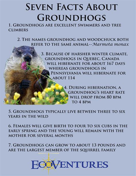 Ecoventures Seven Awesome Facts About Groundhogs