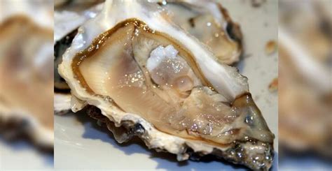 Sex Crazed Oysters Are Getting Herpes And Its Killing Them Iheartradio