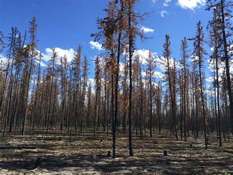 Boreal Forest Fires Could Release Deep Soil Carbon Climate Change