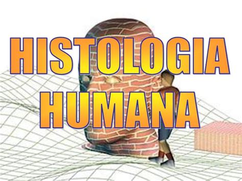 Pdf Histologia Humana Colegiofaat Files Wordpress Com Tecido