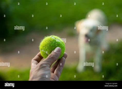 Tennis Ball And Dog Ball To Throw To Dog Green Ball In His Hand Stock