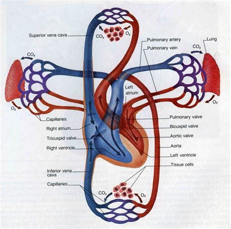 Coronary arteries supply oxygenated blood to the heart muscle, and cardiac veins drain away the blood once it has been deoxygenated. Coronary Circulation Pathway | Showing pulmonary and ...