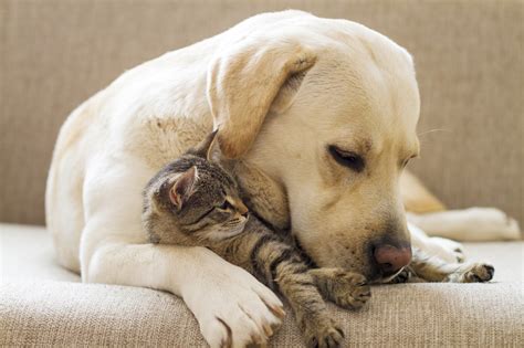 Contact us to learn more today! An Ounce of Prevention: Preventative Care Plans for Pets ...
