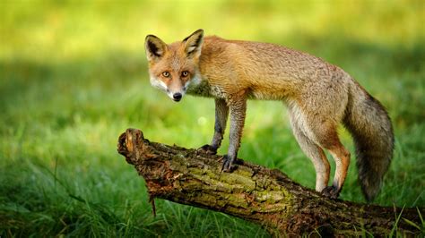 Rabid Fox Found In Kings Grant Area Of Virginia Beach