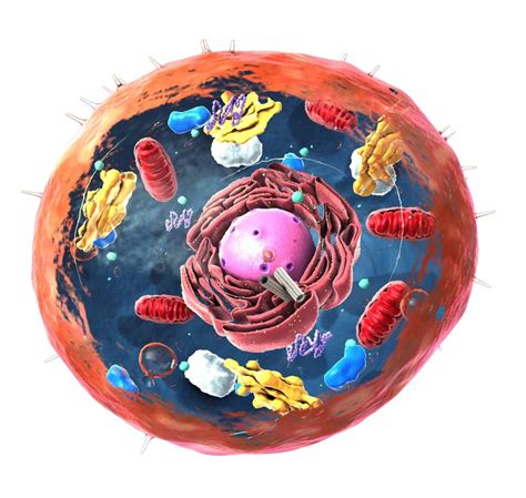 Que Son Las Celulas Eucariotas Y Como Se Desarrollaron Ulas