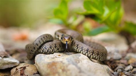 Check spelling or type a new query. Junge Ringelnatter (Forum für Naturfotografen)