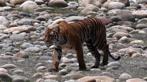 Royal Bengal Tiger Spotted At M Altitude In Nepal Tiger Encounter