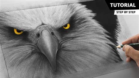 How To Draw Realistic Eagle Tutorial For Beginners Youtube