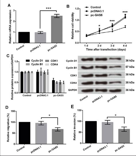 effects of lncrna gas5 overexpression on mg 63 cells proliferation download scientific diagram