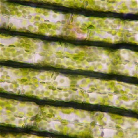 They also have an additional layer called cell wall on their although animal cells lack these cell structures, both of them have nucleus, mitochondria. CANNABOOST - A REAL Boost for your plants | CANNA UK