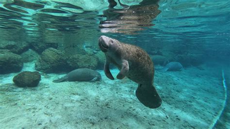 Plantation On Crystal Rivers Manatee Swim Is A Bucket List Only In