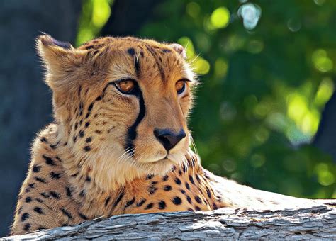 Cheetah Close Up Photograph By Lowell Monke Fine Art America