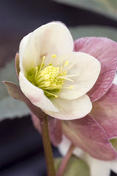 See more ideas about flowers, flowers bouquet, pretty flowers. Plants That Bloom in Winter - Flowers That Develop In the Cold