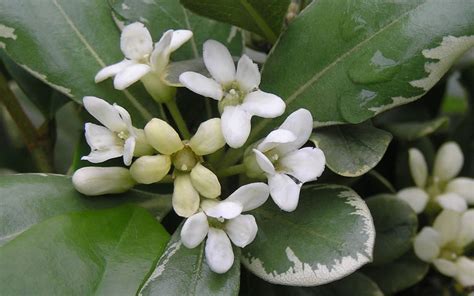 The shrub grows 3 to 6 feet high and tolerates almost any soil type. Buy Variegated Pittosporum tobira For Sale Online From ...