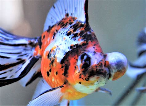 Fish With Deformities Find A Home With Fullerton Resident Orange
