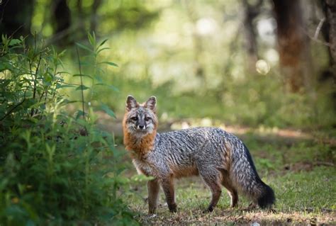 Are Florida Foxes Dangerous Wildlife Troopers