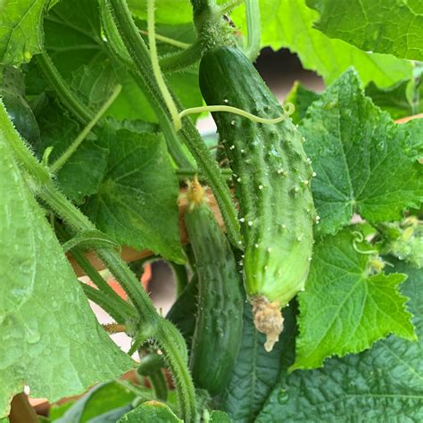 How To Grow The Best Container Garden Cucumbers Okra In My Garden