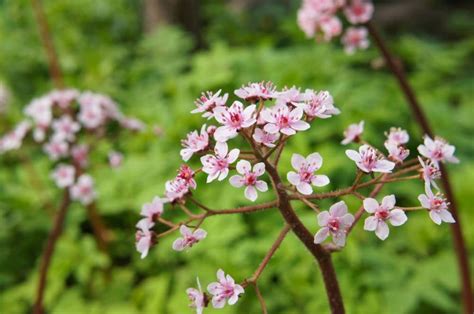 Some people love sweet autumn clematis and the delightful scent that it emits during the evening. 101 Perennials that Do Well in Shade (A to Z) | Shade ...