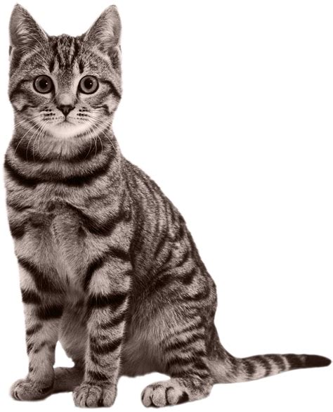 Cat Images Png Transparent Imagesee