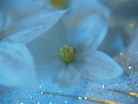 Sparkly Blue Flower Flowers Blue Tinted Sparkles Hd Wallpaper Peakpx