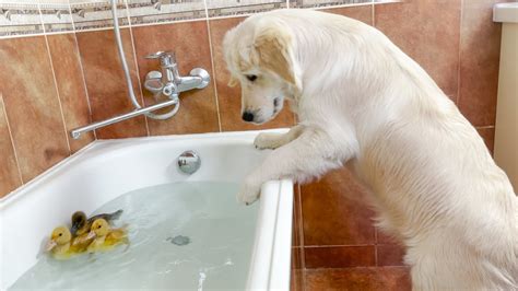 Funny Golden Retriever Puppy Reaction To Baby Ducklings In The Bath