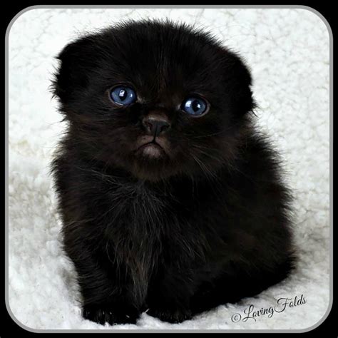 Scottish Fold Munchkin Kittens 15 Pictures For You To Love