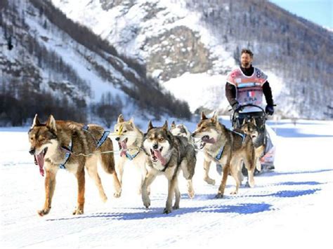 La fédération cynologique internationale en reconnaît 6 (de 1. Evolution 2 Chiens de Traineau à Super-Besse, Baptême de ...