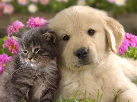 Dog And Cat Valentines Wallpapers Wallpaper Cave