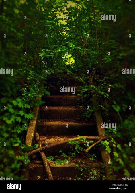 Eerie Old Path Into A Forest Stock Photo Alamy