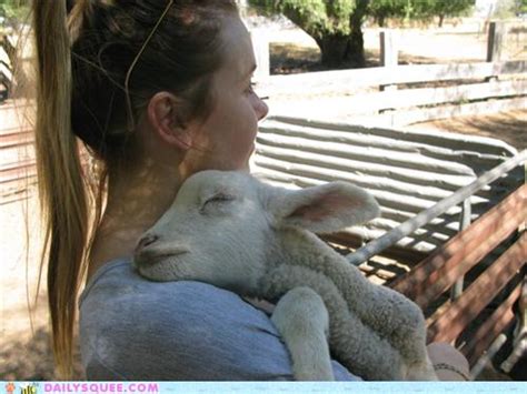 Daily Squee Lamb Cute Animals In The Cutest Pictures Ever And Even