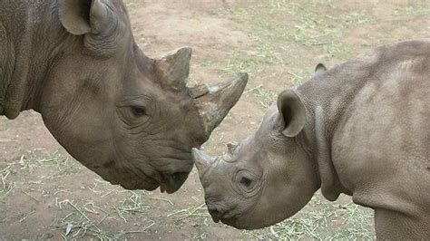 Western Black Rhino Declared Extinct Black Rhinoceros Extinction Rhino