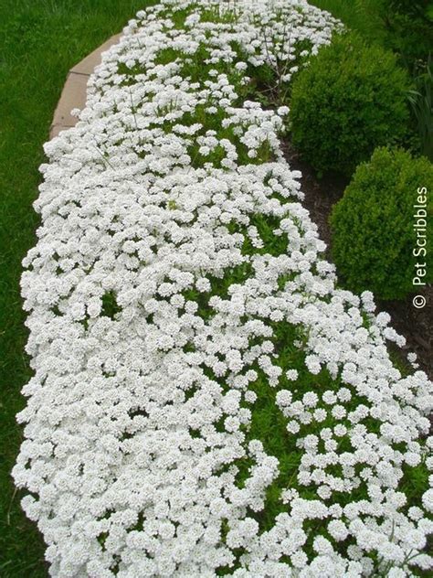 The vines of the yellow lady banks rose (rosa banksiae lutea) grow 15 to 20 feet long, with a similar spread. 257 best images about perennials for zone 4 on Pinterest ...
