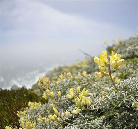 California Coastal Lupine Wild Flowers California Coastal Plants