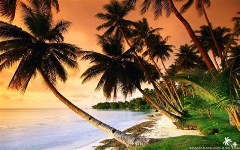 Palm Tree Beach Wallpapers Wallpaper Cave