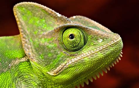 Chameleon Eye Hd Wallpapers Wallpaper Cave