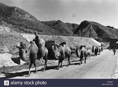 Camel racing is a national sport and a long time tradition in the uae. Camels Caravan Black and White Stock Photos & Images - Alamy