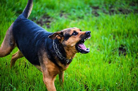 Ataques De Perros Enojados El Perro Se Ve Agresivo Y Peligroso Foto De