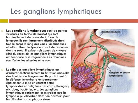 Ppt Le Système Lymphatique Powerpoint Presentation Free Download Id 2277740