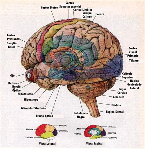 Los Hemisferios Cerebrales Psicolog A Bachillerato