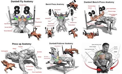 What Are The Best Exercises For Your Pectoral Muscles