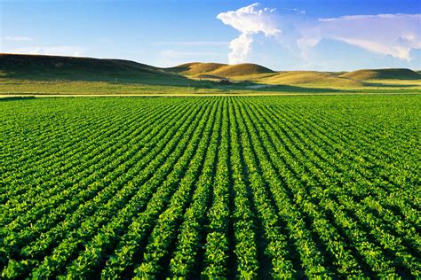 Agro Outsourcing Target 10000 Hectares In Kazakhstan Financial Tribune
