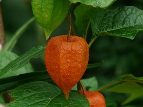 X Wallpaper Orange Petaled Flower Peakpx