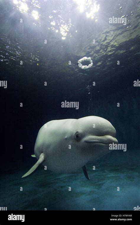 Beluga Delphinapterus Leucas Whale Blowing A Toroidal Bubble Ring