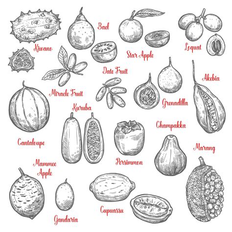 Premium Vector Delicious Exotic Tropical Fruits Sketches Isolated