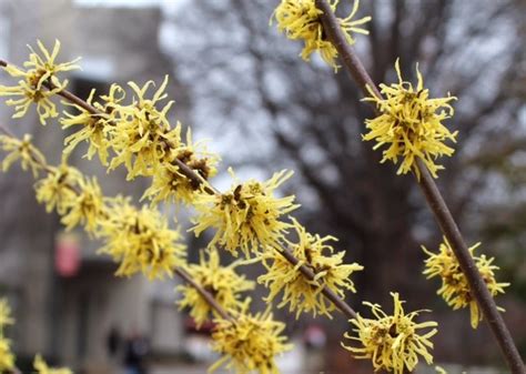 But when witch hazel blossoms, the fragrant, tasseled yellow blossoms often appear against a background of have witch hazel growing in my wood lot. Witch Hazels | Horticulture and Home Pest News