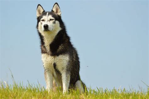 Husky Lifespan How To Extend The Life Of Your Dog Through Good Care P