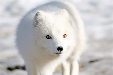 Filefjellrev Arctic Fox 24490250823 Wikimedia Commons