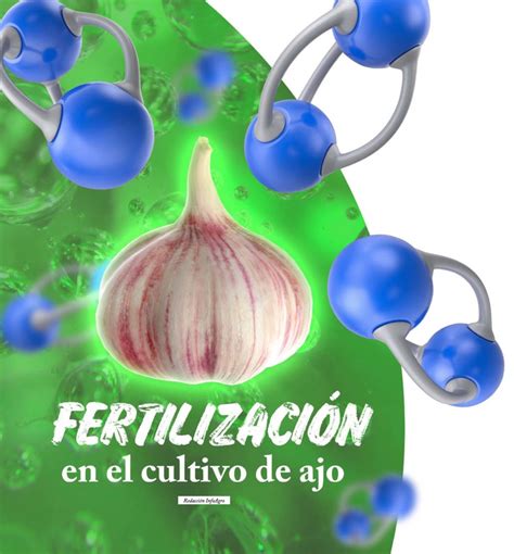 Fertilización En El Cultivo De Ajo Revista Infoagro México