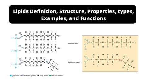 Lipids Definition Structure Properties Types Examples And Functions