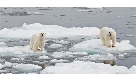 Your Plane Travel Destroys Polar Bear Habitat